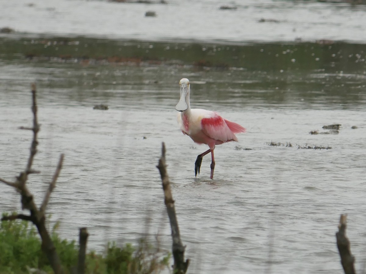 Roseate Spoonbill - ML633031471