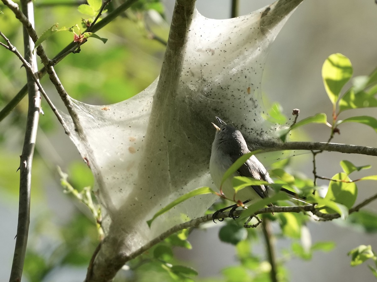 Blue-gray Gnatcatcher - ML633031476