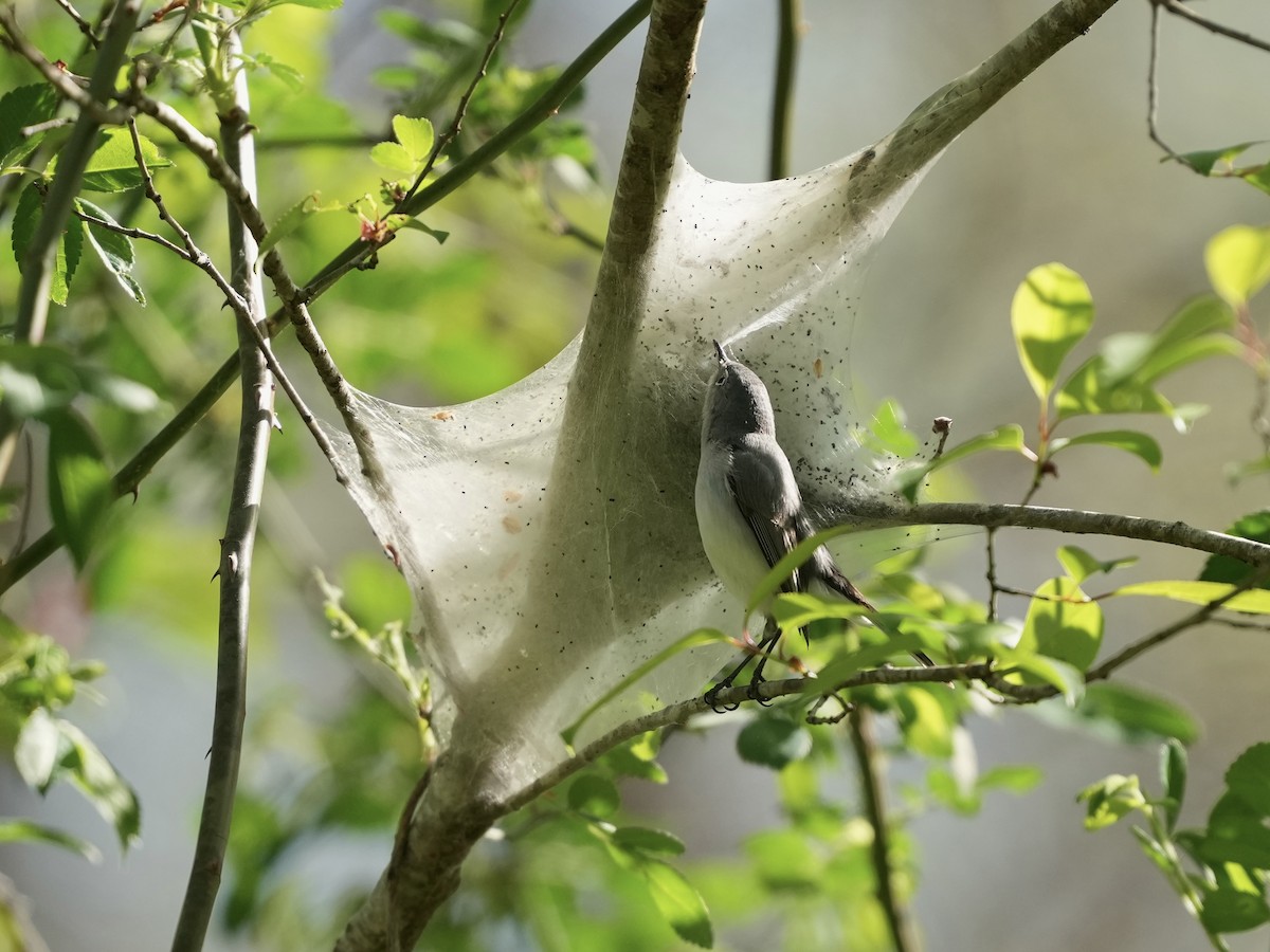 Blue-gray Gnatcatcher - ML633031477