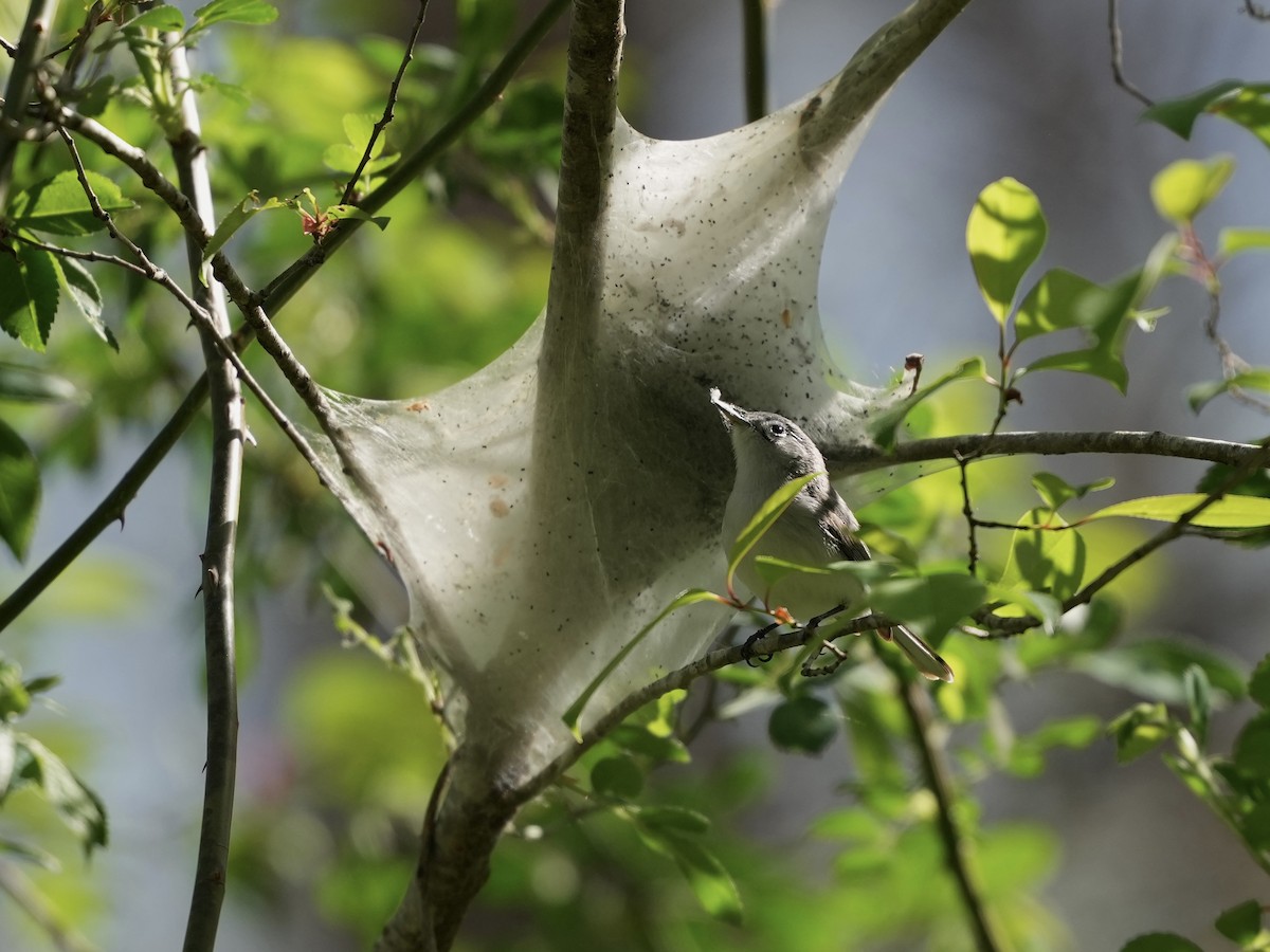 Blue-gray Gnatcatcher - ML633031478