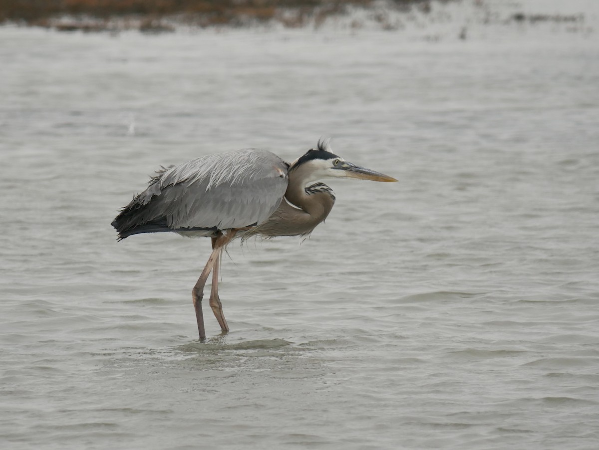 Great Blue Heron - ML633031487