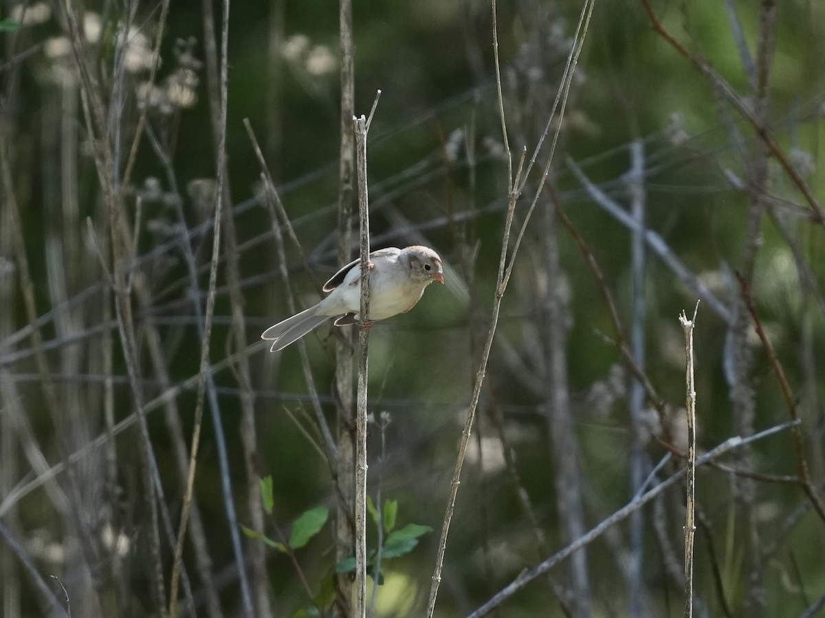 Field Sparrow - ML633031519