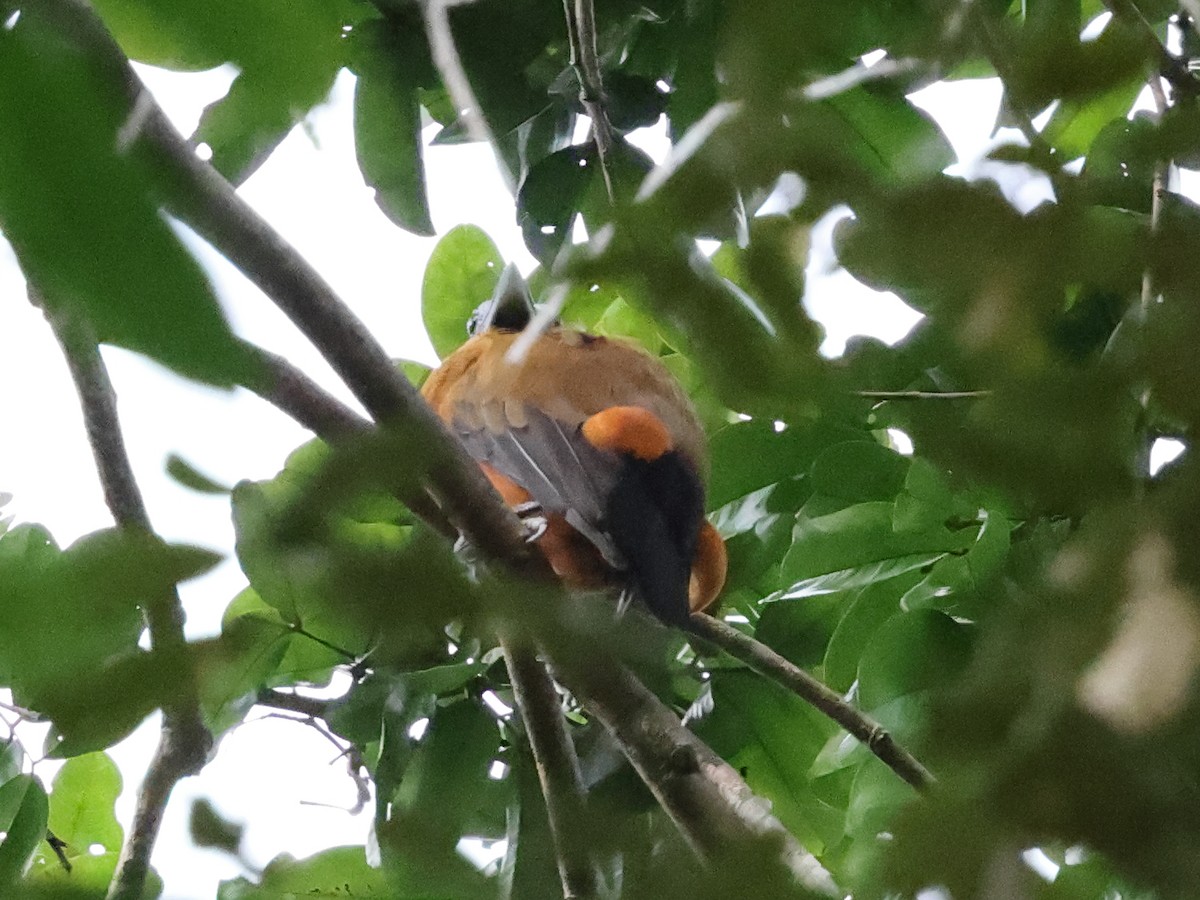 Capuchinbird - ML633031531