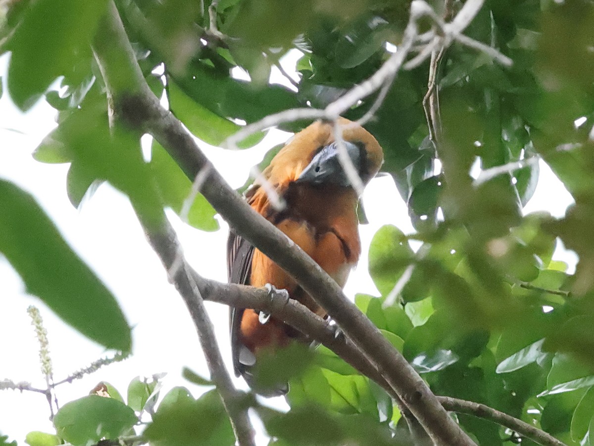 Capuchinbird - ML633031534
