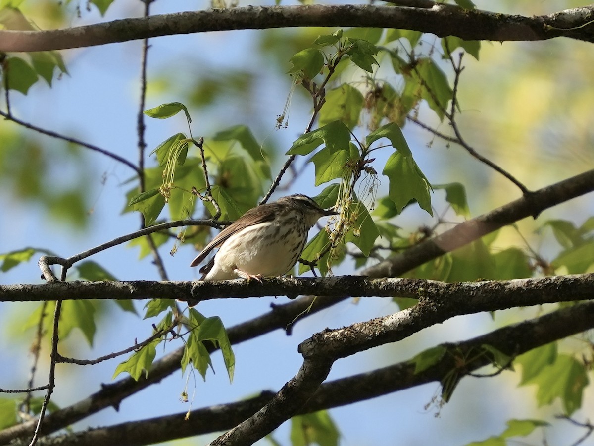 Louisiana Waterthrush - ML633031604