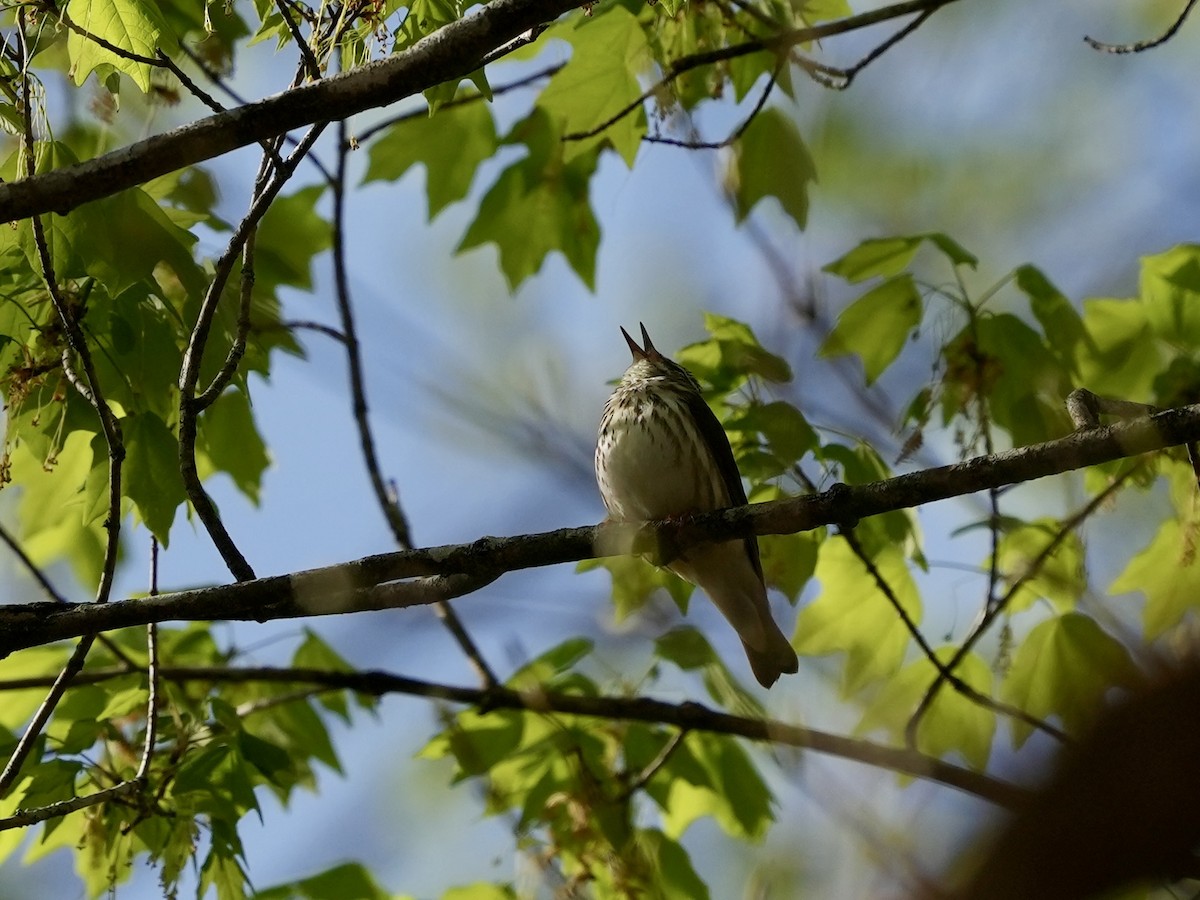 Louisiana Waterthrush - ML633031605