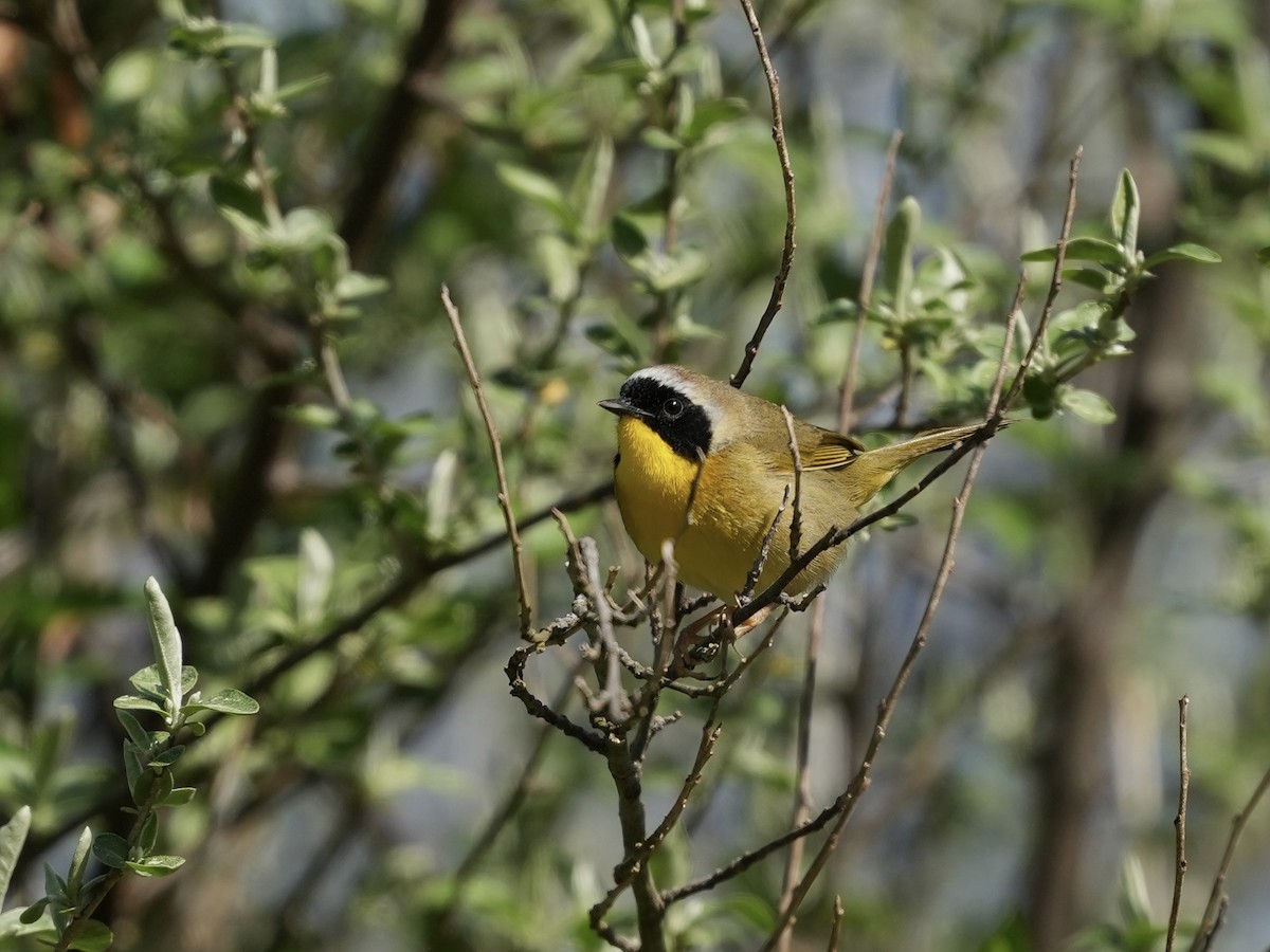 Common Yellowthroat - ML633031646