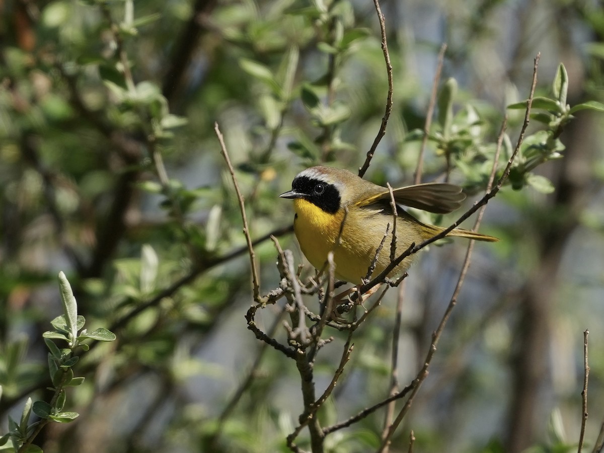 Common Yellowthroat - ML633031647