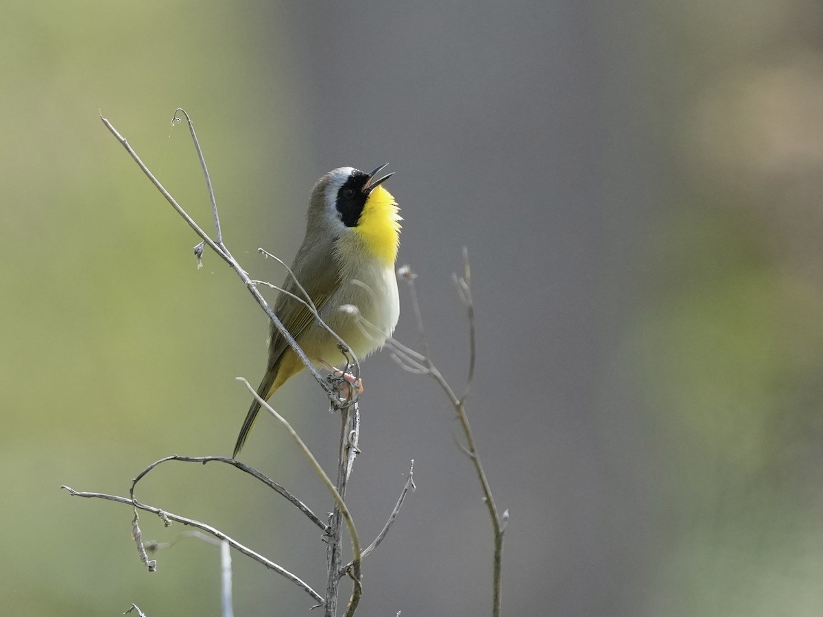 Common Yellowthroat - ML633031648