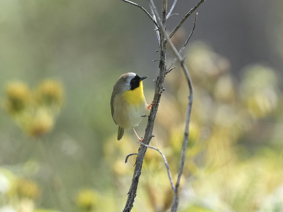 Common Yellowthroat - ML633031649