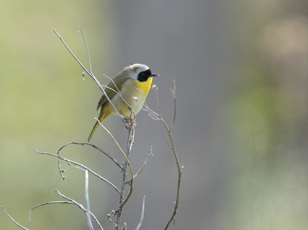 Common Yellowthroat - ML633031650