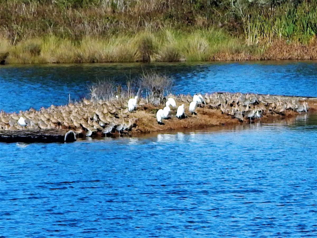 Snowy Egret - ML63303181