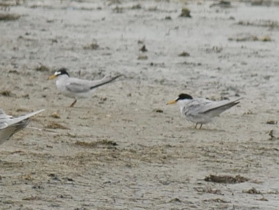 Least Tern - ML633031968
