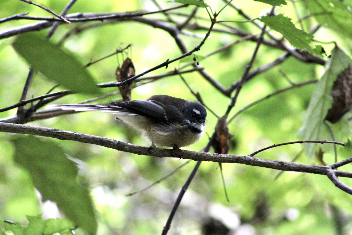 Neuseeland-Fächerschwanz - ML633032037