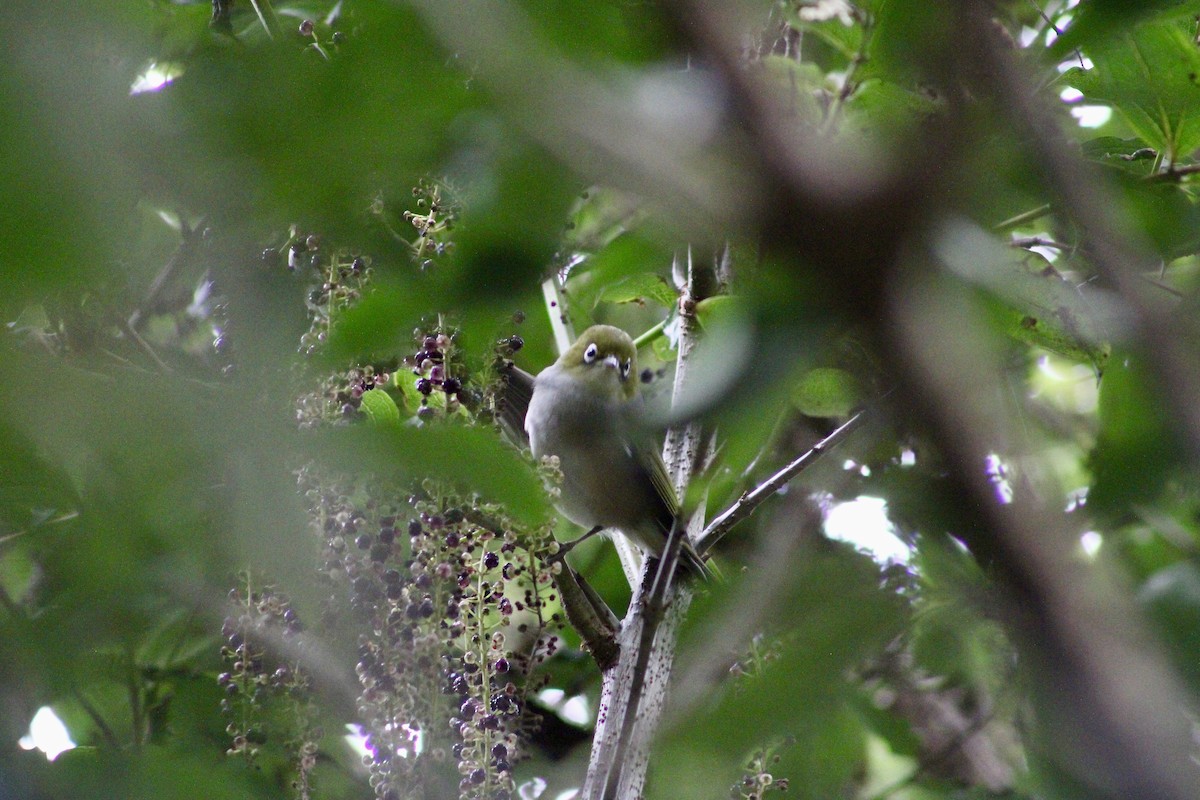 Graumantel-Brillenvogel - ML633032064