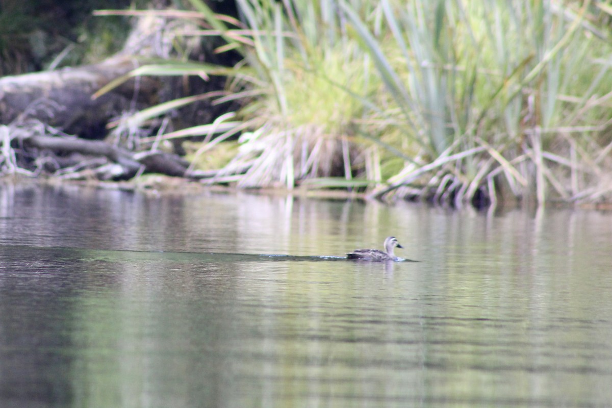 Pacific Black Duck - ML633032130
