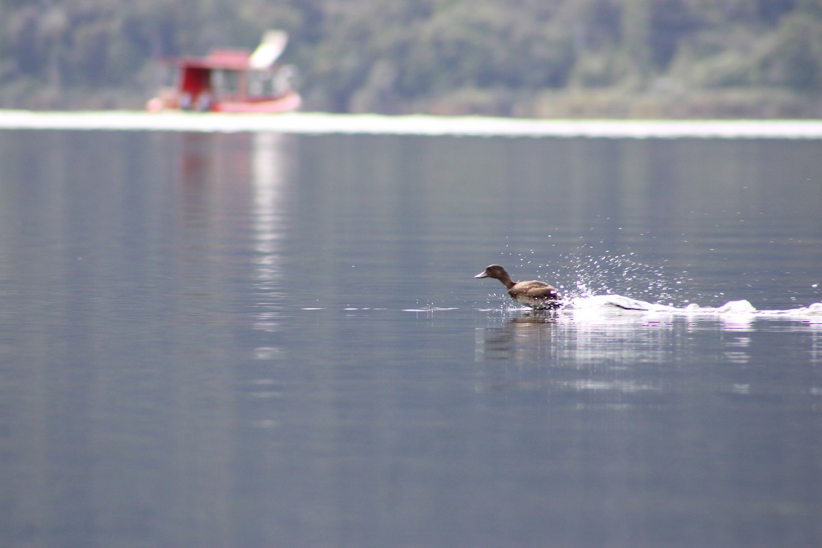 New Zealand Scaup - ML633032156