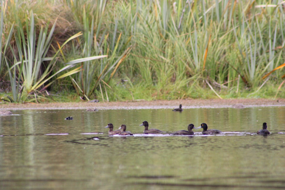 New Zealand Scaup - ML633032157