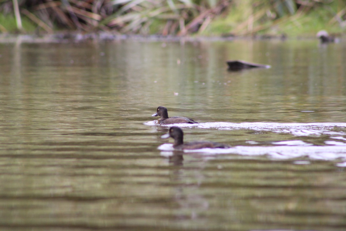 New Zealand Scaup - ML633032158