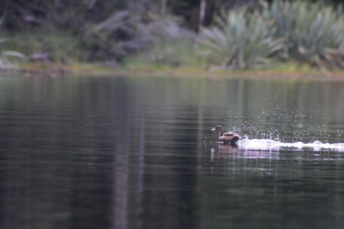 New Zealand Scaup - ML633032159