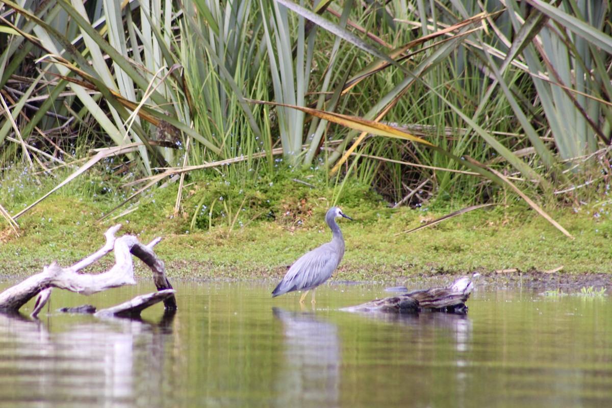 White-faced Heron - ML633032180