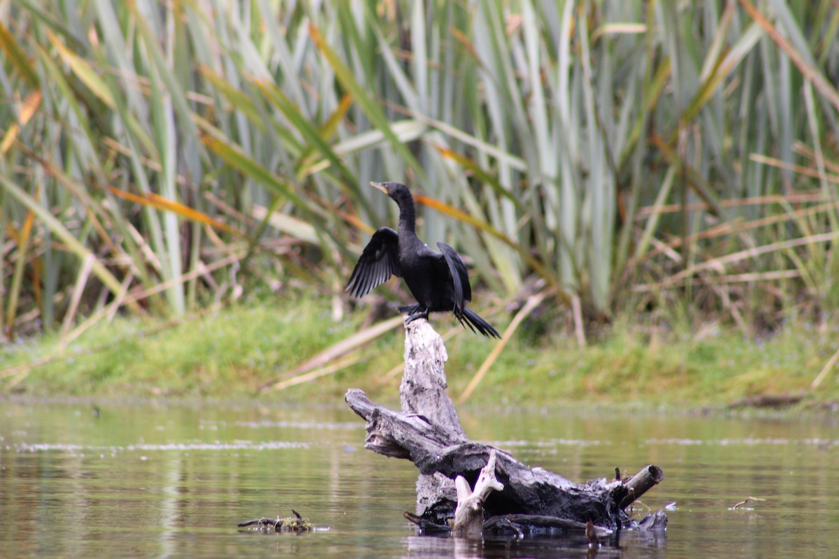 Little Pied Cormorant - ML633032186