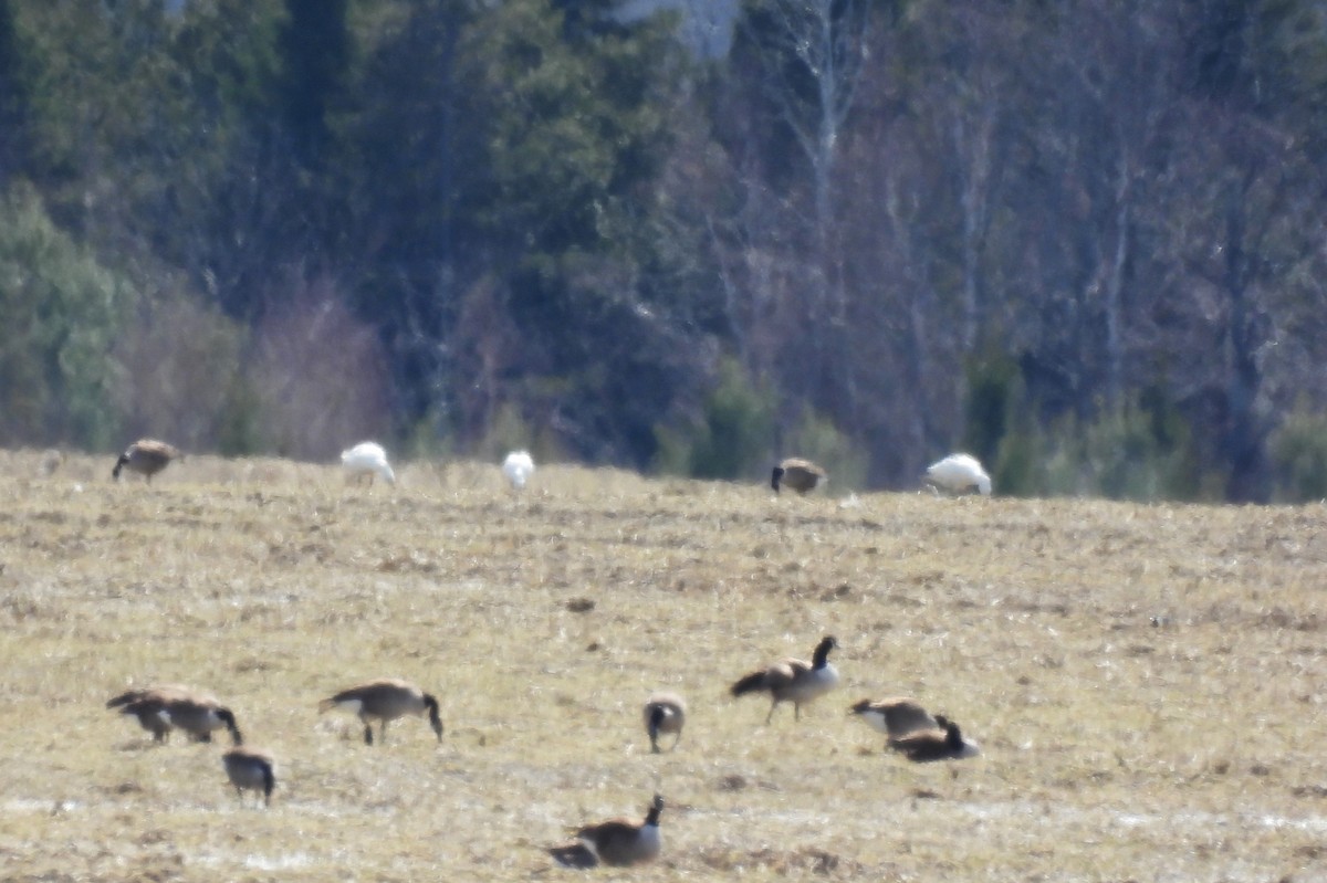 Snow Goose - ML633032303