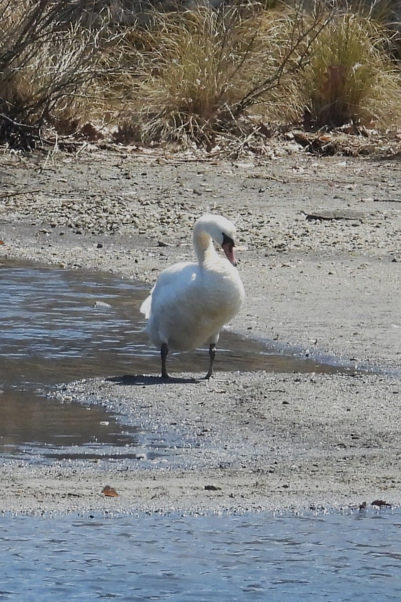Cygne tuberculé - ML633032316