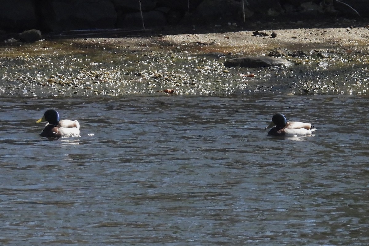 Canard colvert - ML633032320