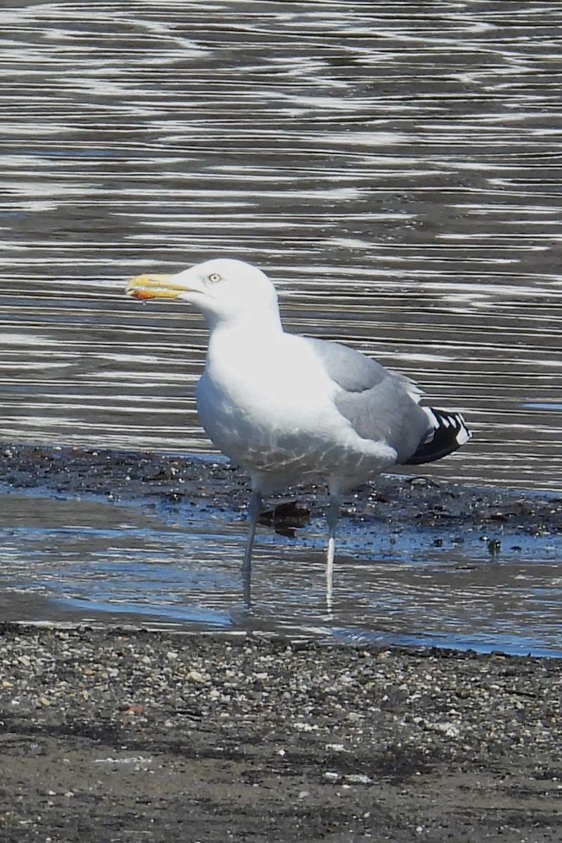 Goéland hudsonien - ML633032355