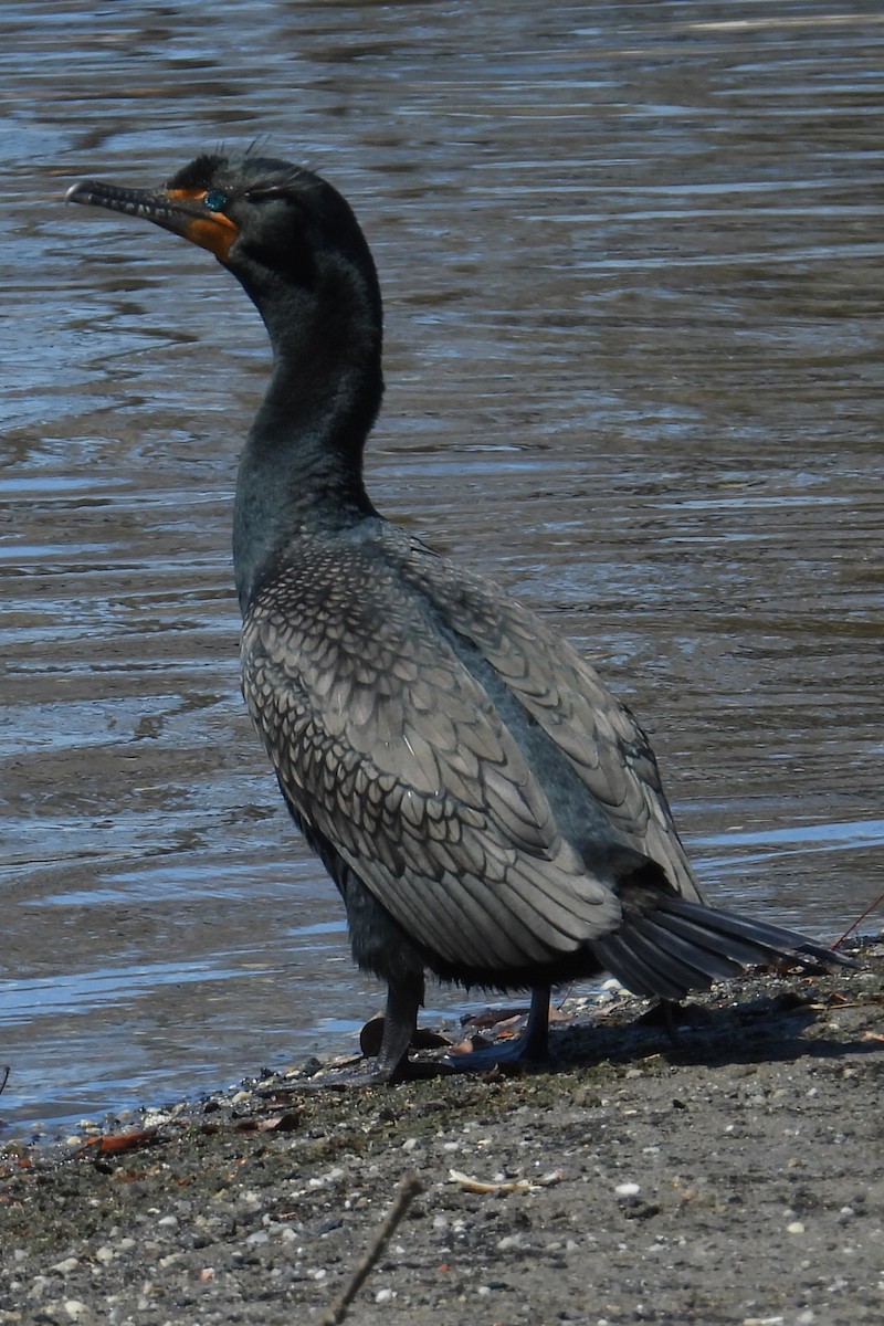 Cormoran à aigrettes - ML633032357