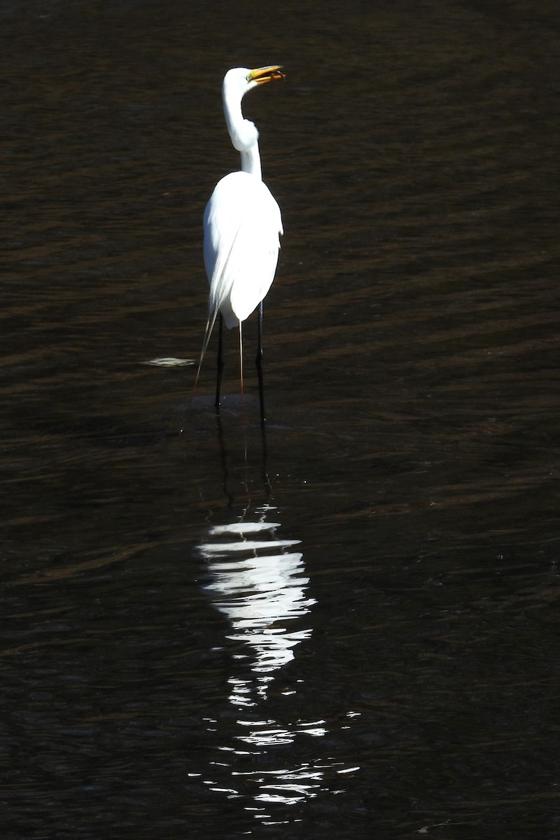 Grande Aigrette - ML633032361