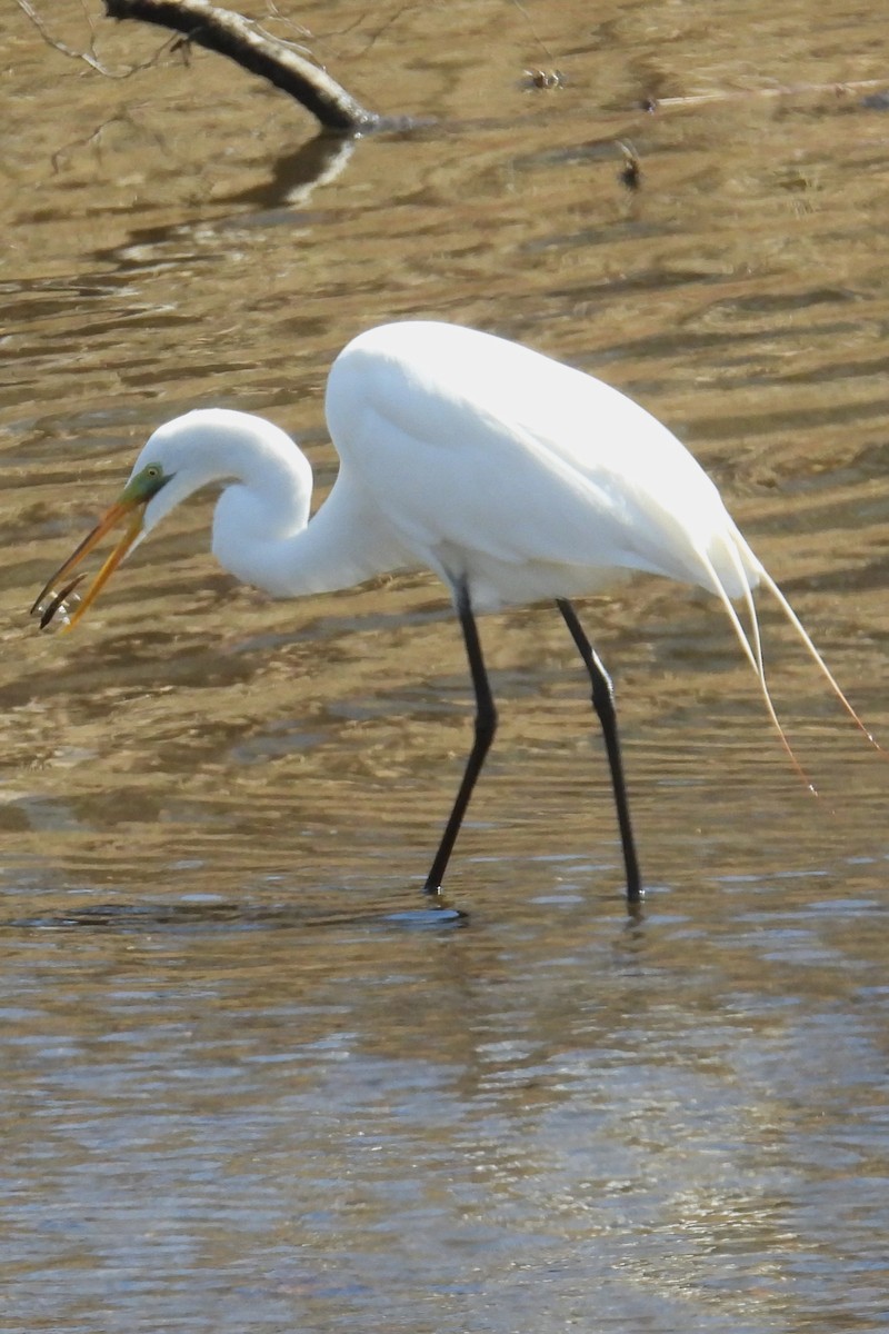 Grande Aigrette - ML633032362