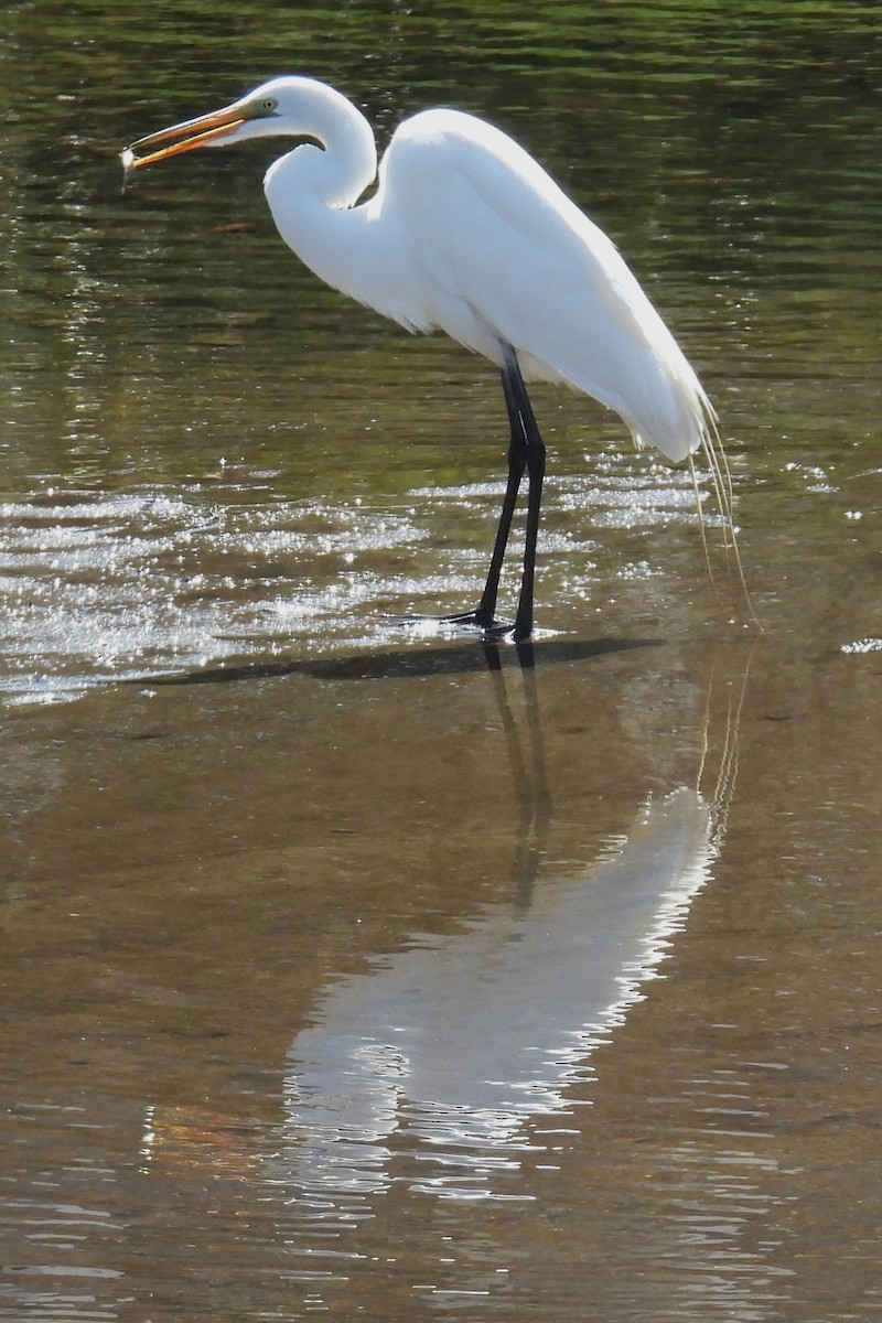 Grande Aigrette - ML633032363