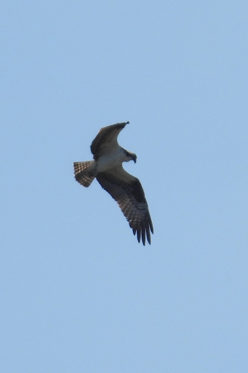 Balbuzard pêcheur - ML633032372