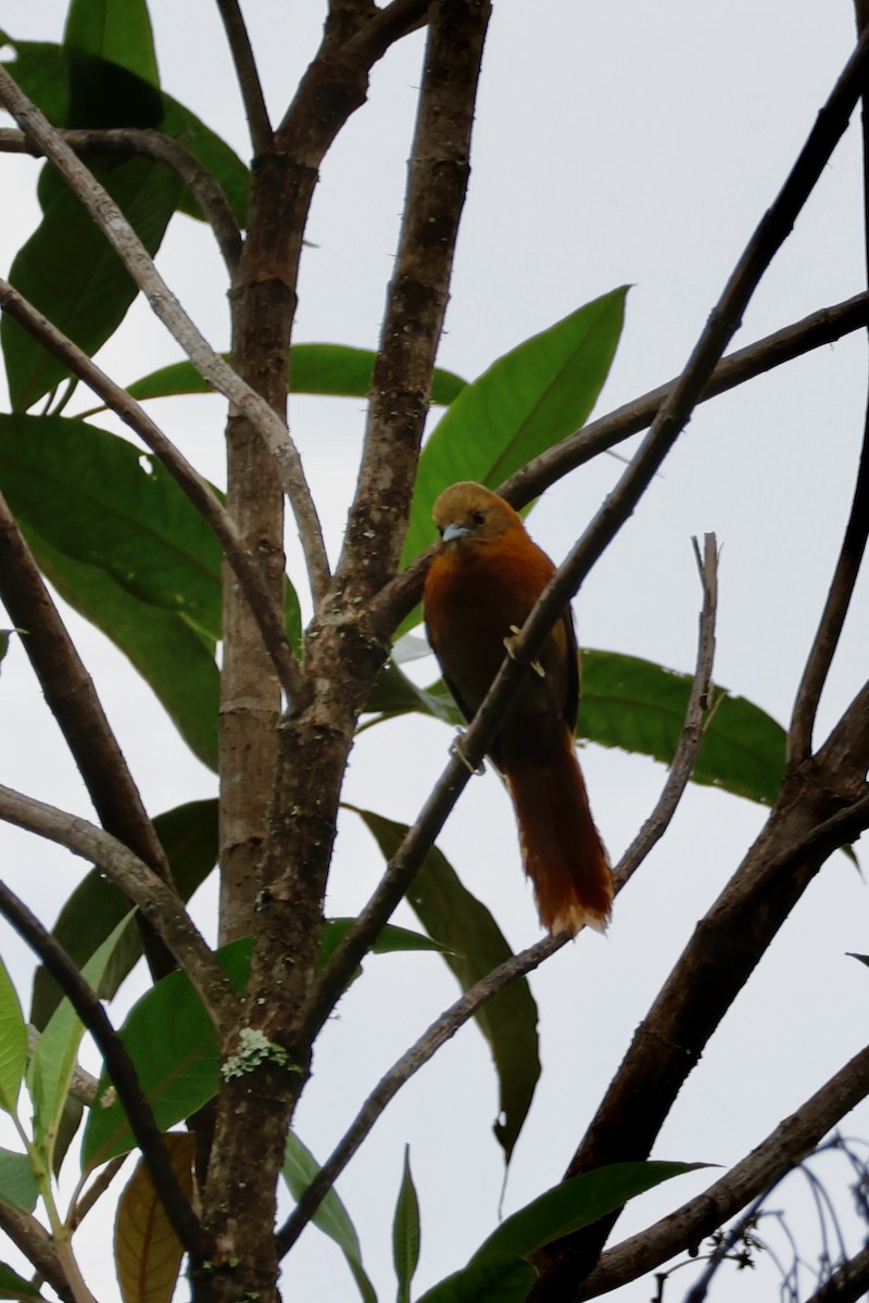 Russet-mantled Softtail - ML633032476