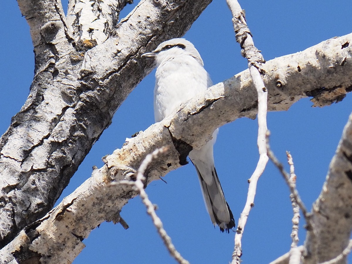 Northern Shrike - ML633032487
