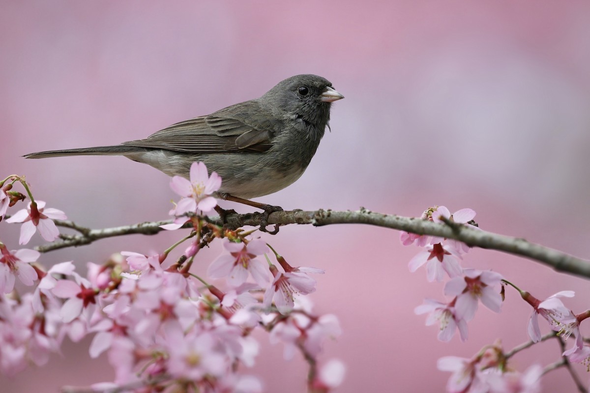Dark-eyed Junco - ML633032605