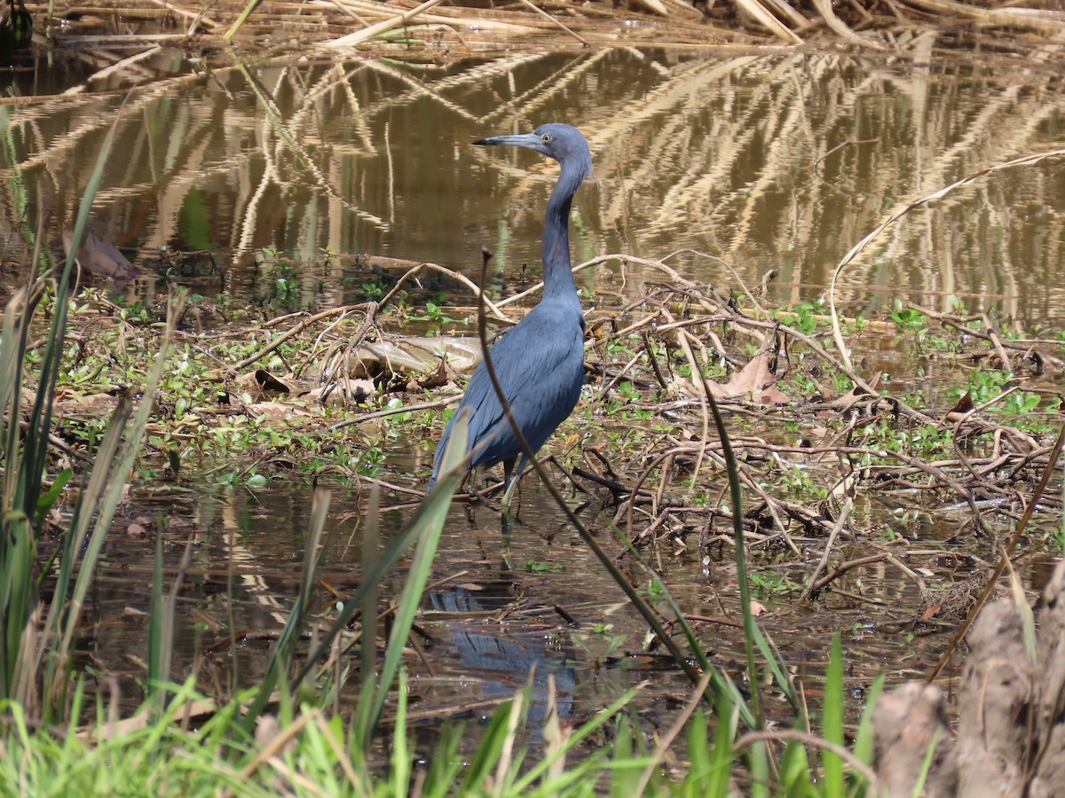 Little Blue Heron - ML633032758