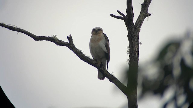 Hawaiian Hawk - ML633032799