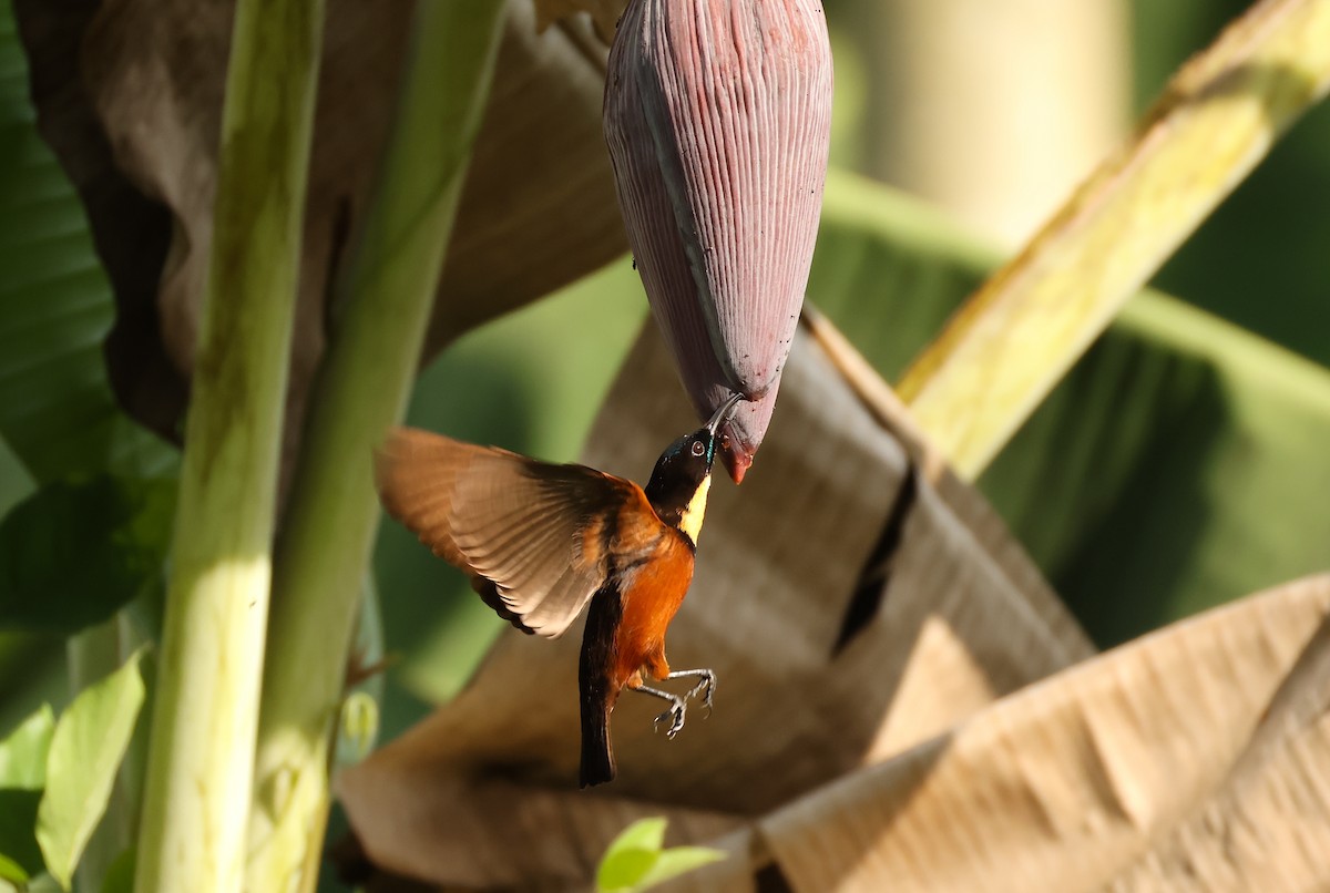 Buff-throated Sunbird - ML633032870