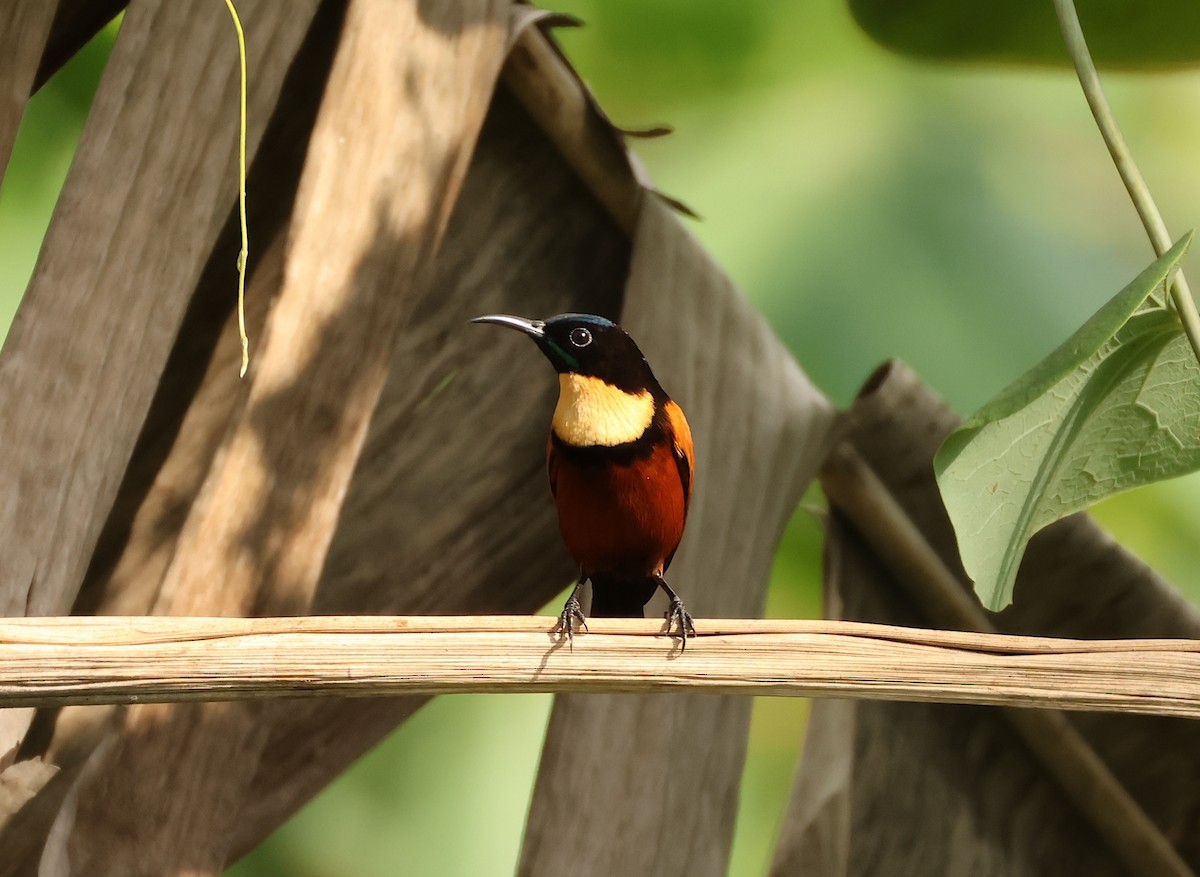Buff-throated Sunbird - ML633032871