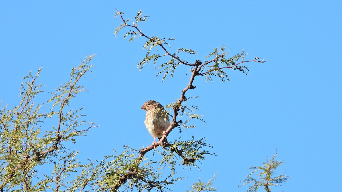 Carbonated Sierra Finch - ML633032882