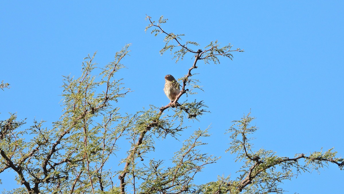 Carbonated Sierra Finch - ML633032883
