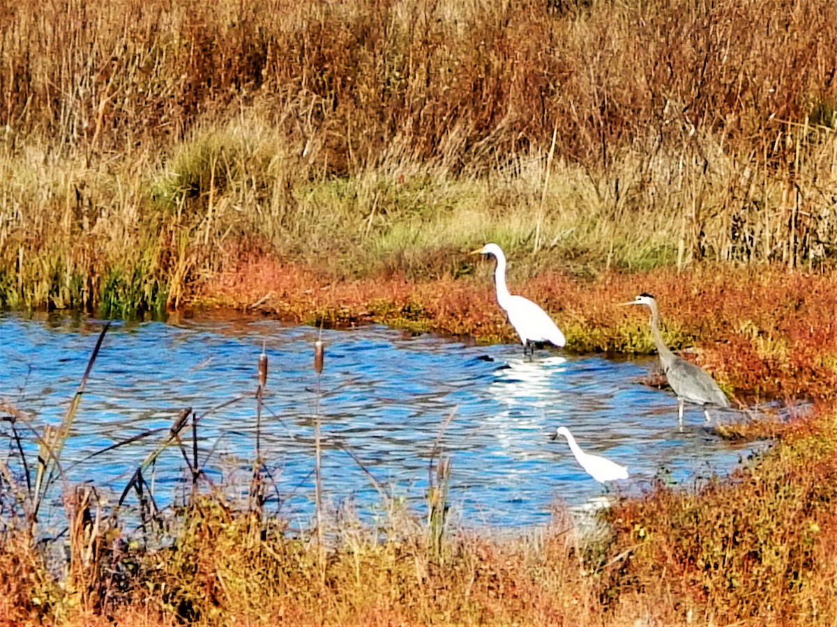 Snowy Egret - ML63303291