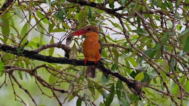 Stork-billed Kingfisher - ML633032977