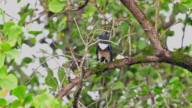 Black Baza - ML633032988