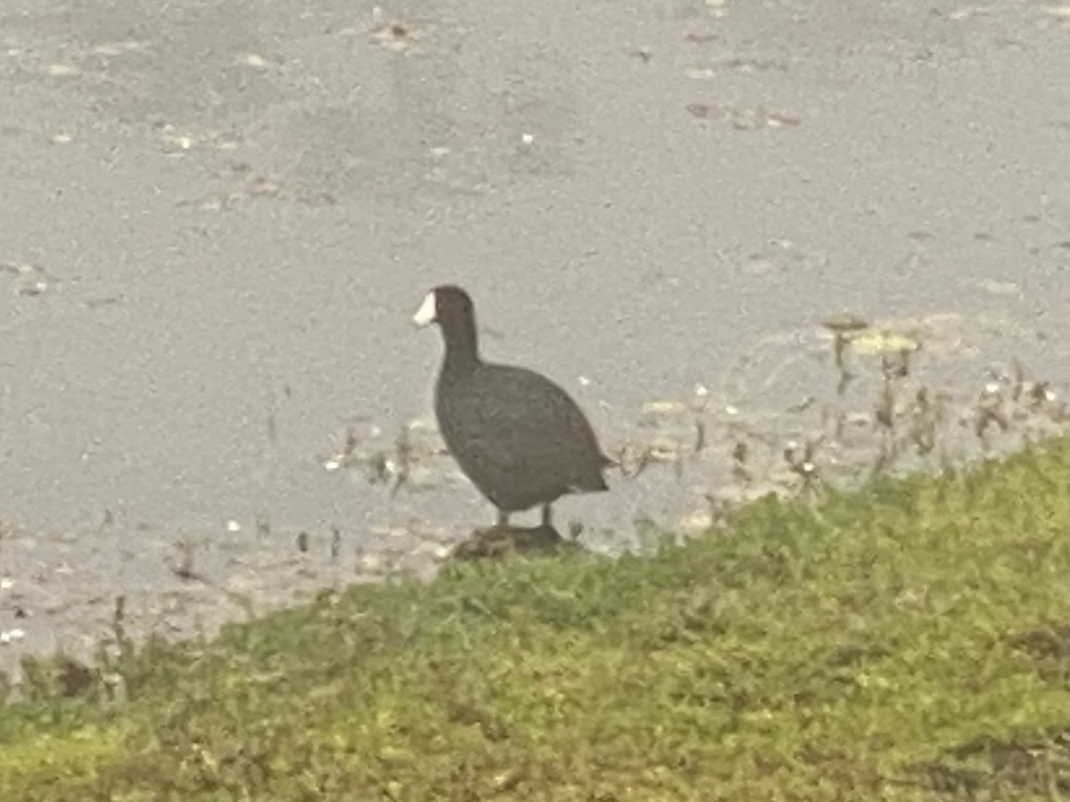 American Coot - ML633033176