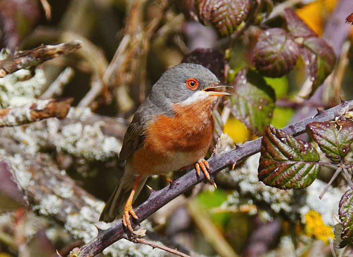 Western Subalpine Warbler - ML633033194