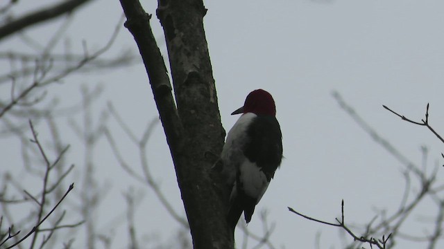 Pic à tête rouge - ML633033203
